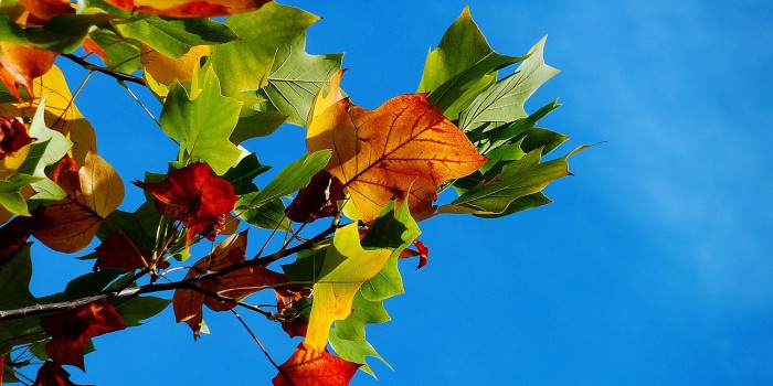 Herbst